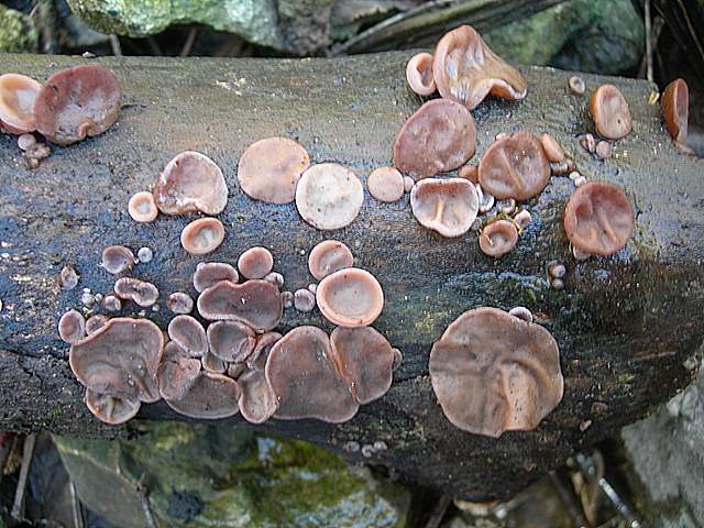 Ritorno  nel  bosco  alluvionale  di  Flh